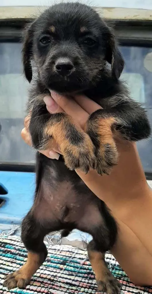 Cachorro ra a SRD-ViraLata idade Abaixo de 2 meses nome Sem nome