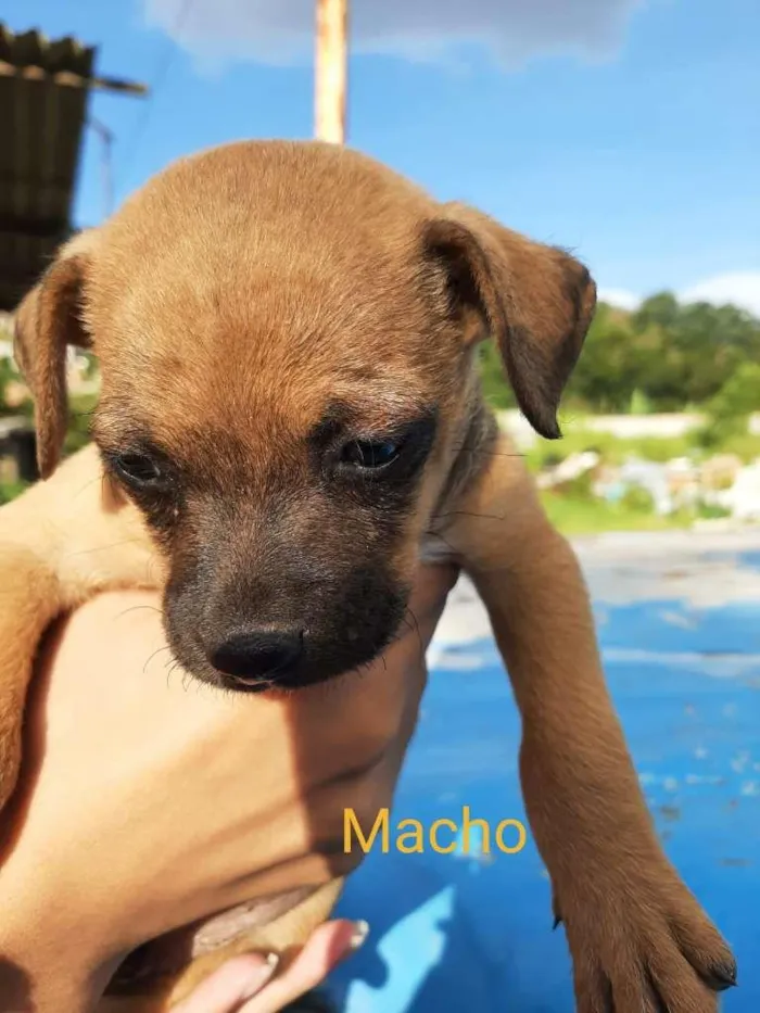 Cachorro ra a SRD-ViraLata idade Abaixo de 2 meses nome Sem nome
