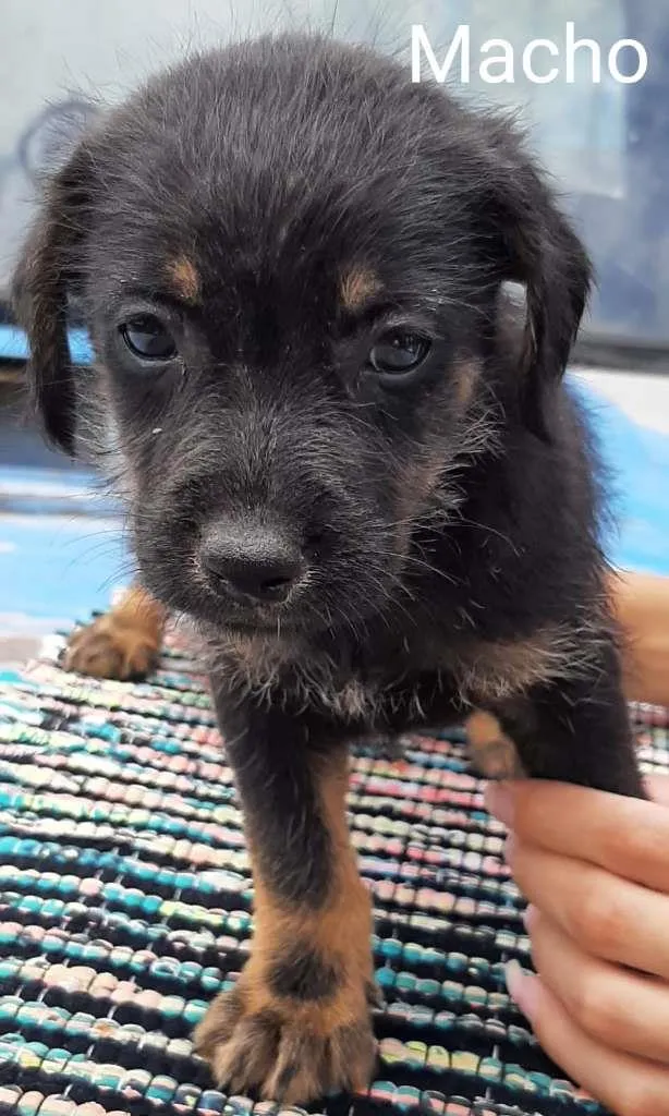 Cachorro ra a SRD-ViraLata idade Abaixo de 2 meses nome Sem nome