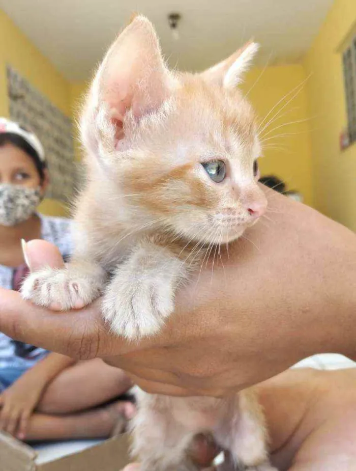Gato ra a Não definida idade Abaixo de 2 meses nome Gato
