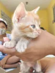 Gato