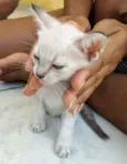 Gato
