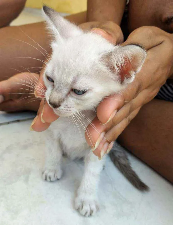 Gato ra a Não definida idade Abaixo de 2 meses nome Gato