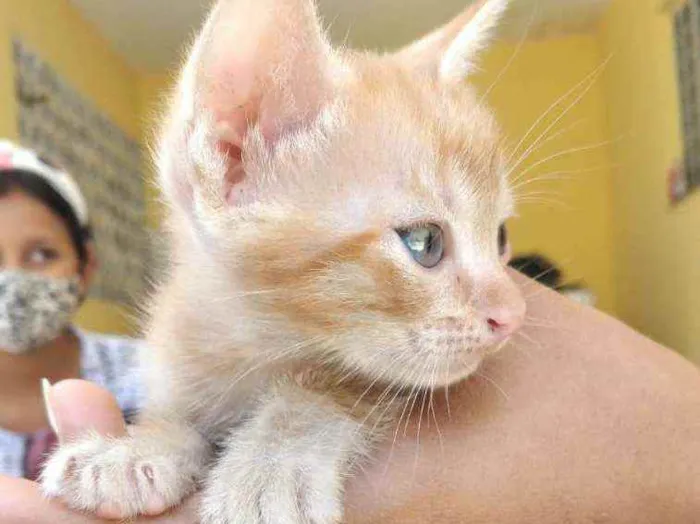 Gato ra a Não definida idade Abaixo de 2 meses nome Gato