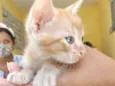 Gato