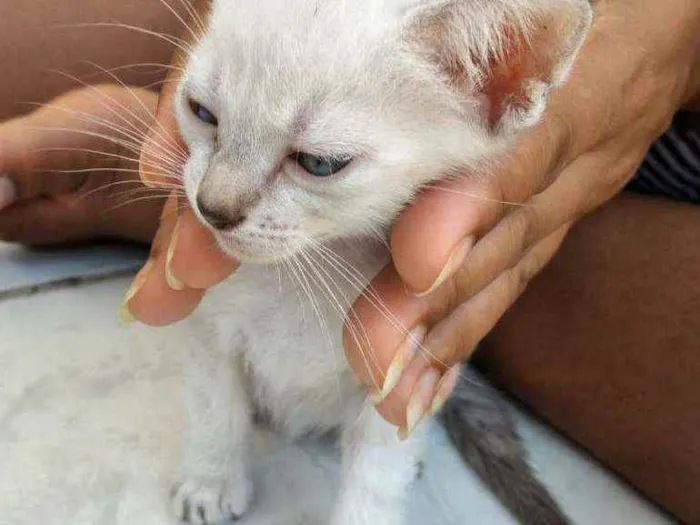 Gato ra a Não definida idade Abaixo de 2 meses nome Gato