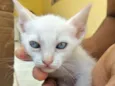 Gato