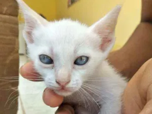 Gato raça Não definida idade Abaixo de 2 meses nome Gato
