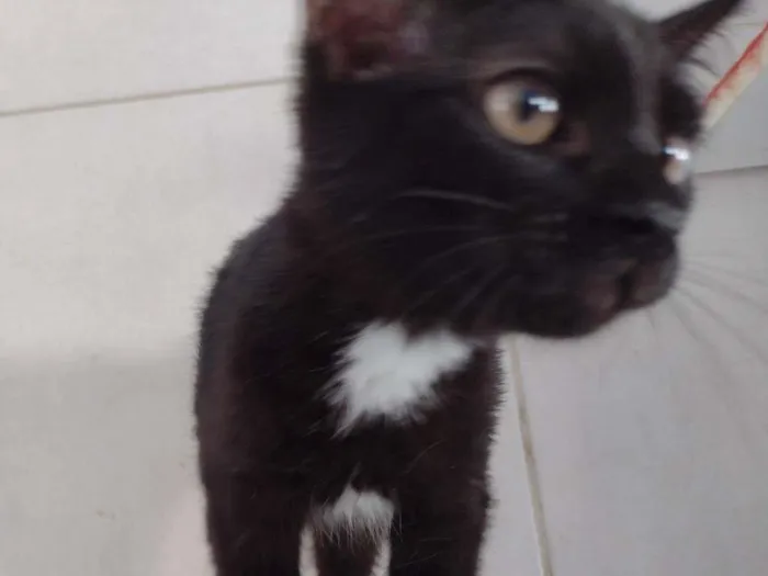 Gato ra a SRD-ViraLata idade 7 a 11 meses nome Tandara