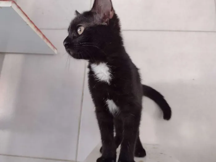 Gato ra a SRD-ViraLata idade 7 a 11 meses nome Tandara