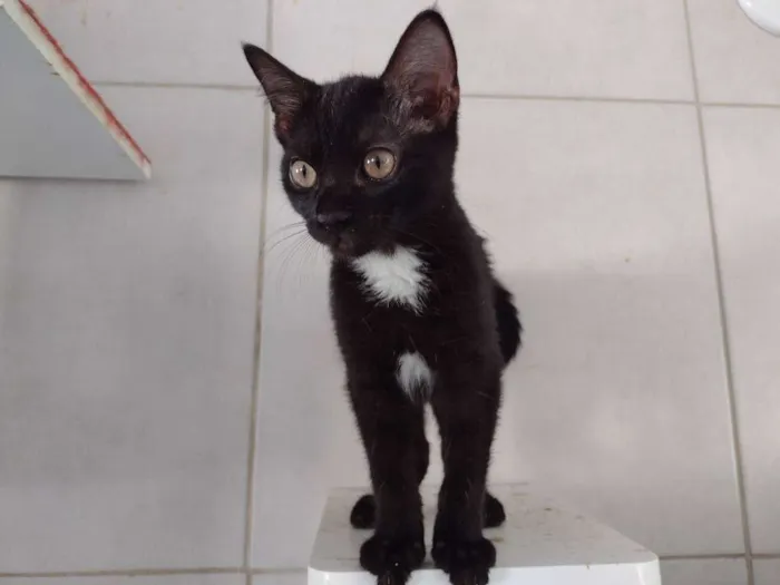 Gato ra a SRD-ViraLata idade 7 a 11 meses nome Tandara