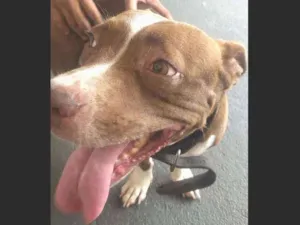 Cachorro raça Amerin Bull mestiço idade 3 anos nome Mel