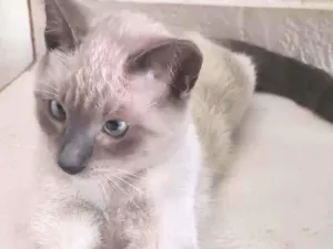 Gato raça  idade 2 a 6 meses nome Não tem