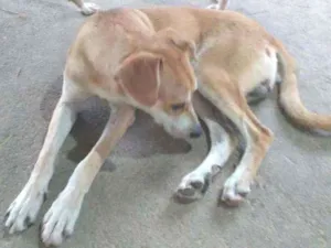 Cachorro raça Srd idade 1 ano nome Pirulito