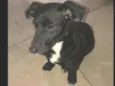 Nina