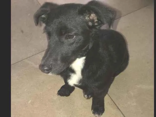 Cachorro raça Nao sei idade 2 a 6 meses nome Nina