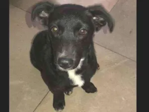 Cachorro raça Nao sei idade 2 a 6 meses nome Nina