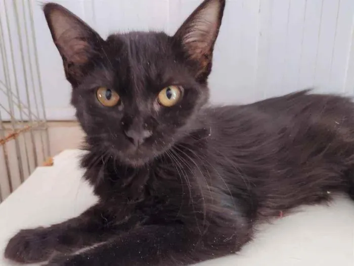 Gato ra a SRD-ViraLata idade 2 a 6 meses nome Shiva