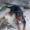 Cachorro raça Rottweiler idade 2 anos nome Tobby