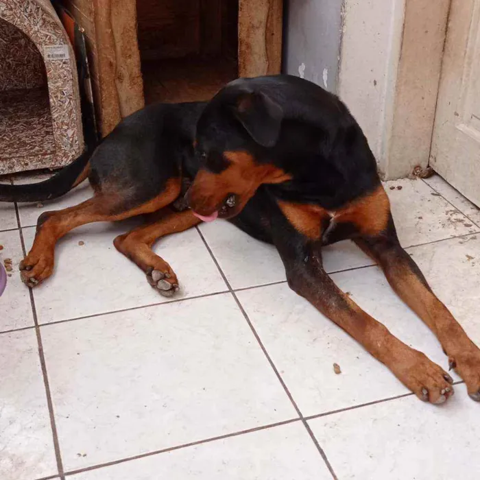 Cachorro raça Rottweiler idade 2 anos nome Tobby