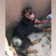 Cachorro raça Rottweiler idade 2 anos nome Tobby