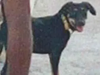 Cachorro ra a Vira idade 2 a 6 meses nome Nina