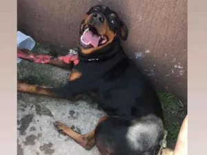 Cachorro raça Rottweiler idade 2 anos nome Tobby