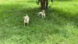 Bina e Bilu (femeas)