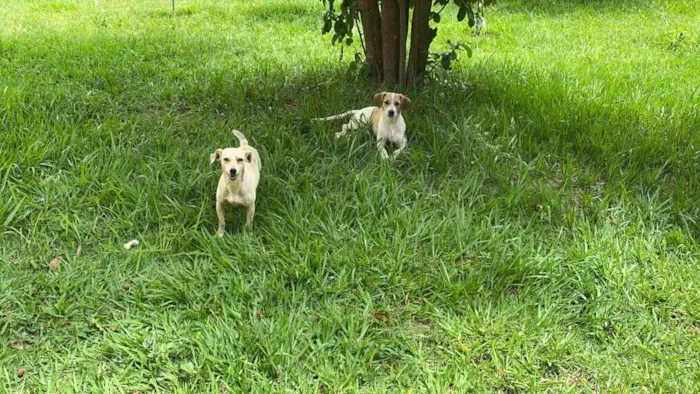 Cachorro ra a Srd idade 7 a 11 meses nome Bina e Bilu (femeas)