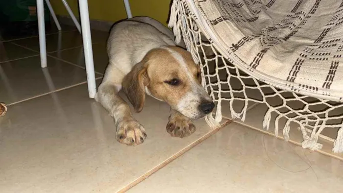 Cachorro ra a Srd idade 7 a 11 meses nome Bina e Bilu (femeas)