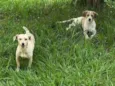 Bina e Bilu (femeas)