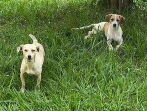 Cachorro raça Srd idade 7 a 11 meses nome Bina e Bilu (femeas)