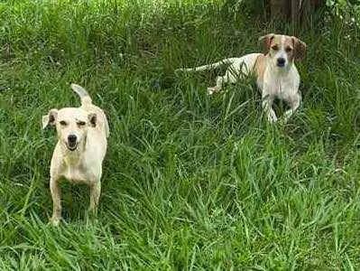 Cachorro ra a Srd idade 7 a 11 meses nome Bina e Bilu (femeas)