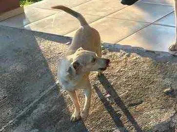 Cachorro ra a Srd idade 7 a 11 meses nome Bina e Bilu (femeas)