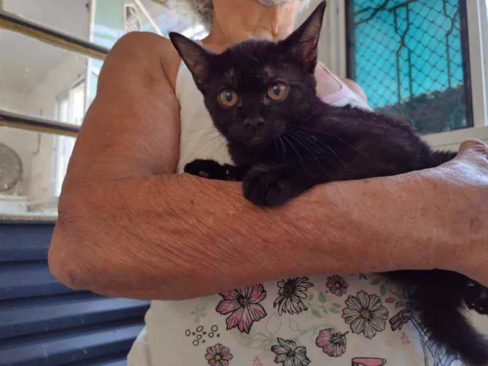 Gato raça Vira-lata idade 2 a 6 meses nome Naomi
