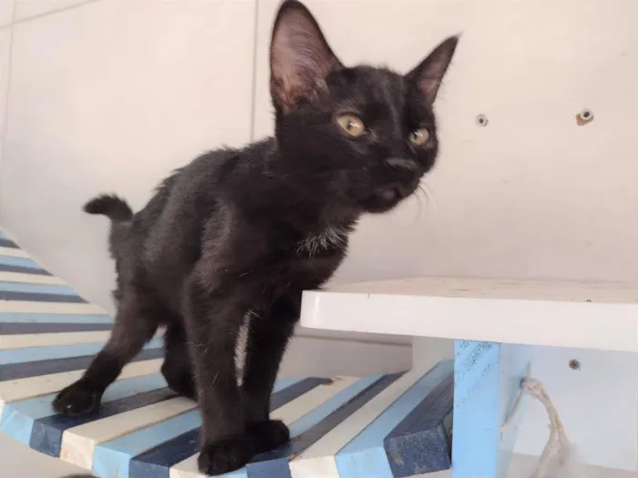 Gato ra a SRD-ViraLata idade 2 a 6 meses nome Frida