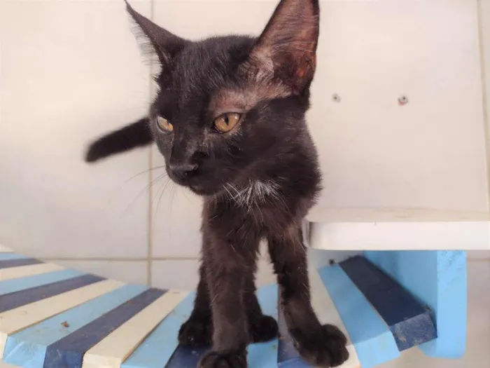 Gato ra a SRD-ViraLata idade 2 a 6 meses nome Frida