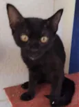 Frida