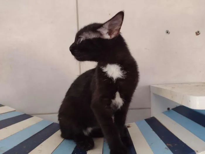 Gato ra a SRD-ViraLata idade 2 a 6 meses nome Dandara