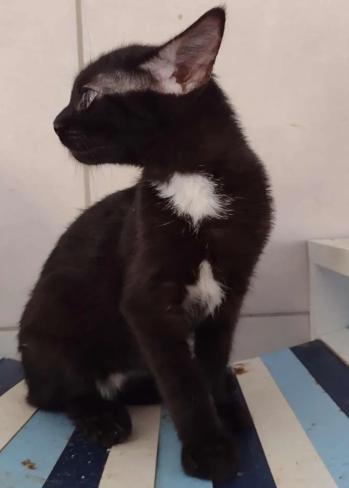Gato ra a SRD-ViraLata idade 2 a 6 meses nome Dandara
