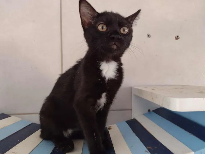 Gato ra a SRD-ViraLata idade 2 a 6 meses nome Dandara