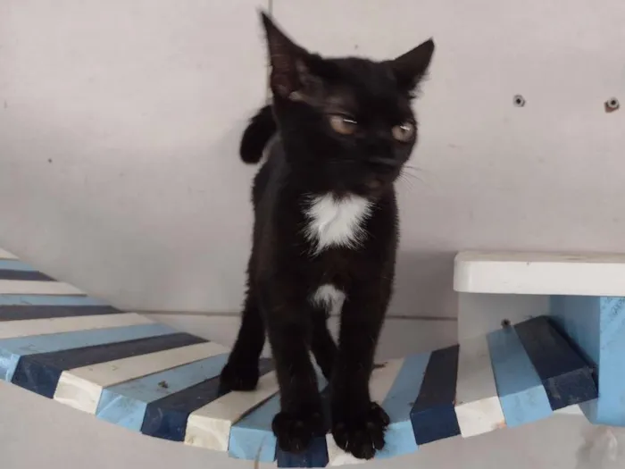 Gato ra a SRD-ViraLata idade 2 a 6 meses nome Dandara