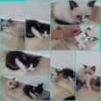 Filhotes de gato