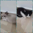 Filhotes de gato