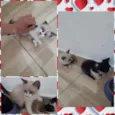 Filhotes de gato