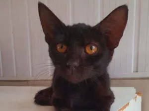 Gato raça Vira-lata idade 2 a 6 meses nome Naomi