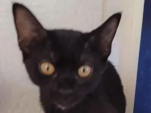 Gato raça SRD-ViraLata idade 2 a 6 meses nome Frida