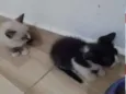 Filhotes de gato