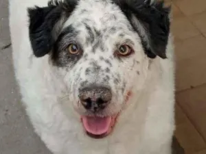 Cachorro raça mix idade 4 anos nome Atila