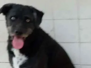 Cachorro raça srd idade  nome Apolo 